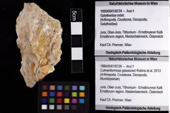 Foto (Objket + Etiketten) von Culmenformosa glaessneri (Robins et al., 2013) 